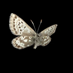 Bleu arctique