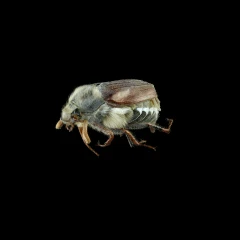 MAY-BEETLE