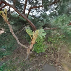 Growing plant
