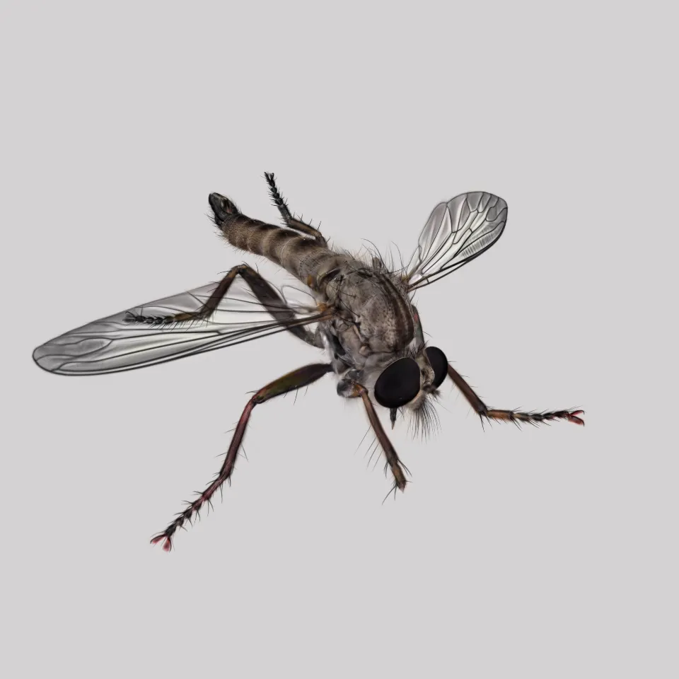 Asilidae