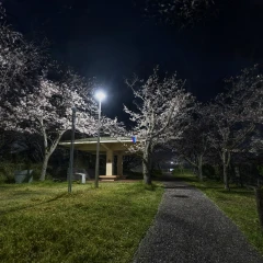 Night cherry blossoms - 夜桜(night sakura)