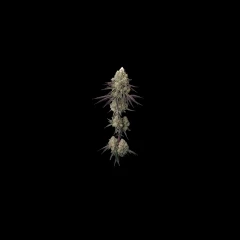 Watermelon Emoji #22 S1 Cannabis Flower