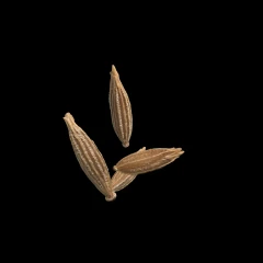 Cumin