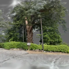 A sacred tree