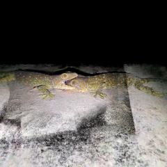 Geko fight at the night