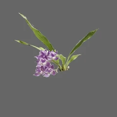flor-100
