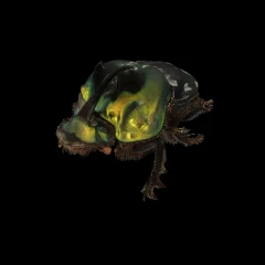 Sulcophanaeus imperator