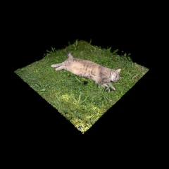 Kitty Improved