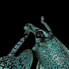Schönherr's blue weevil