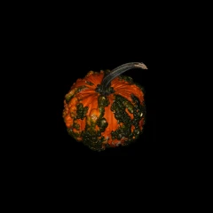 2025 Pumpkin