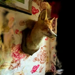 Fox head