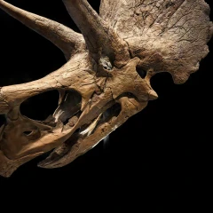 Burke Museum Triceratops Skull