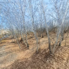 乌兰布统-树林