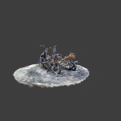 Burnt scooter