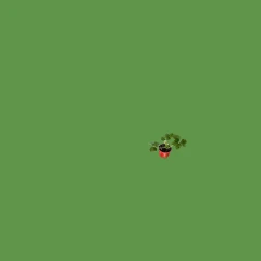 Strawberry Plant - Sonata variety