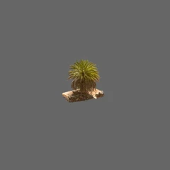 Palma 1