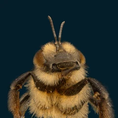 Honeybee macroscan - high quality (8million splats)