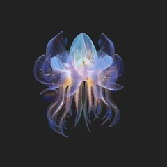 Jellyfish III