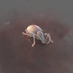 Weevil