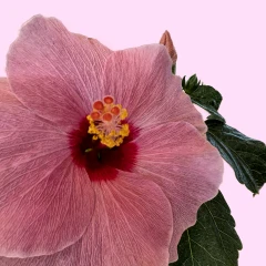 Pink Hibiscus