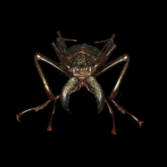Psalidognathus friendii
