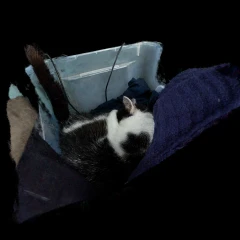 Sleepy kitty
