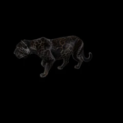 Jaguar Black