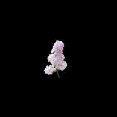 Lilac Masked V1