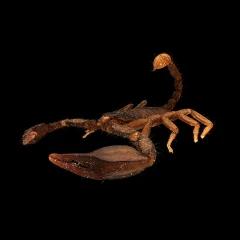 Scorpion spec.
