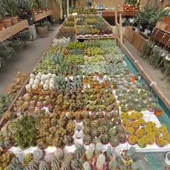 Cactus