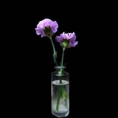 Two Flowers in Etched Glass Vase