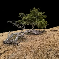 Old Twisted Tree