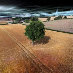 Green Tree