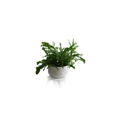 Thanksgiving Cactus