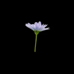 Flower (2026-06-18)