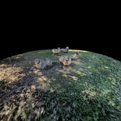 Linford sheep.1
