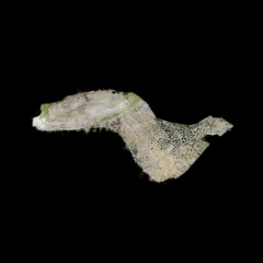 Incesu 4849 Sulci
