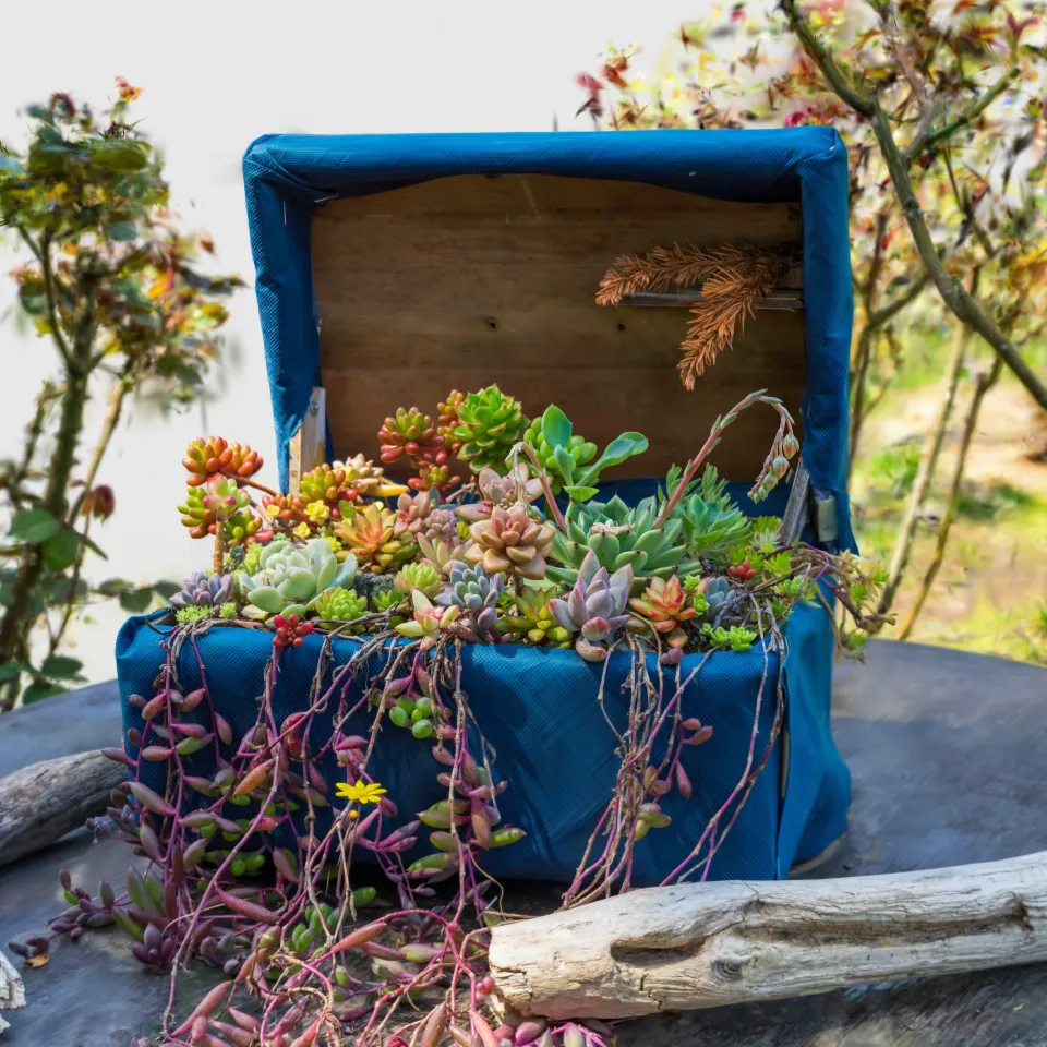 Jewel Box of Succulents (多肉植物の宝石箱）