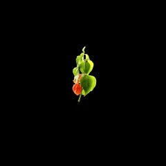 Physalis
