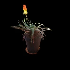 Please help! My plant is sick. 🌿