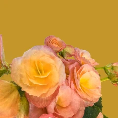 Orange Begonia