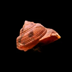 shell-1