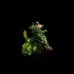 Rosey 1 - Metashape and Brush