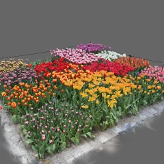 Bed of Tulips