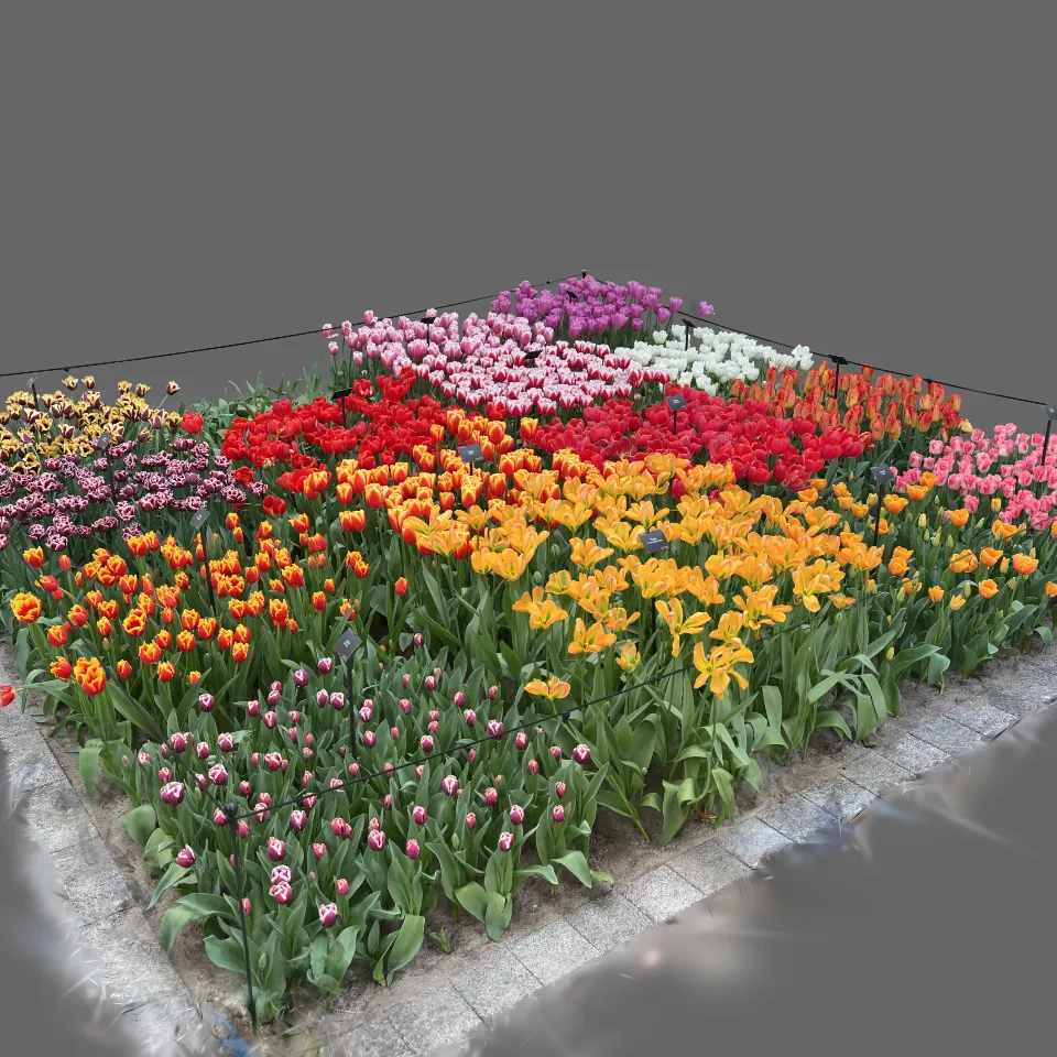 Bed of Tulips