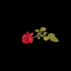 Rose2_clean