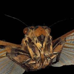 Ghost Cicada - Ayuthia spectabile - Ultra Sharp