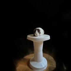 Guinea Pig