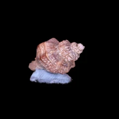 shell-2