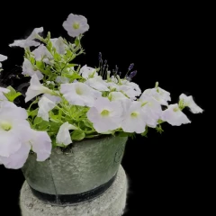 Summer Flowers